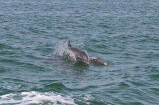 Wild dolphin show in Islamorada