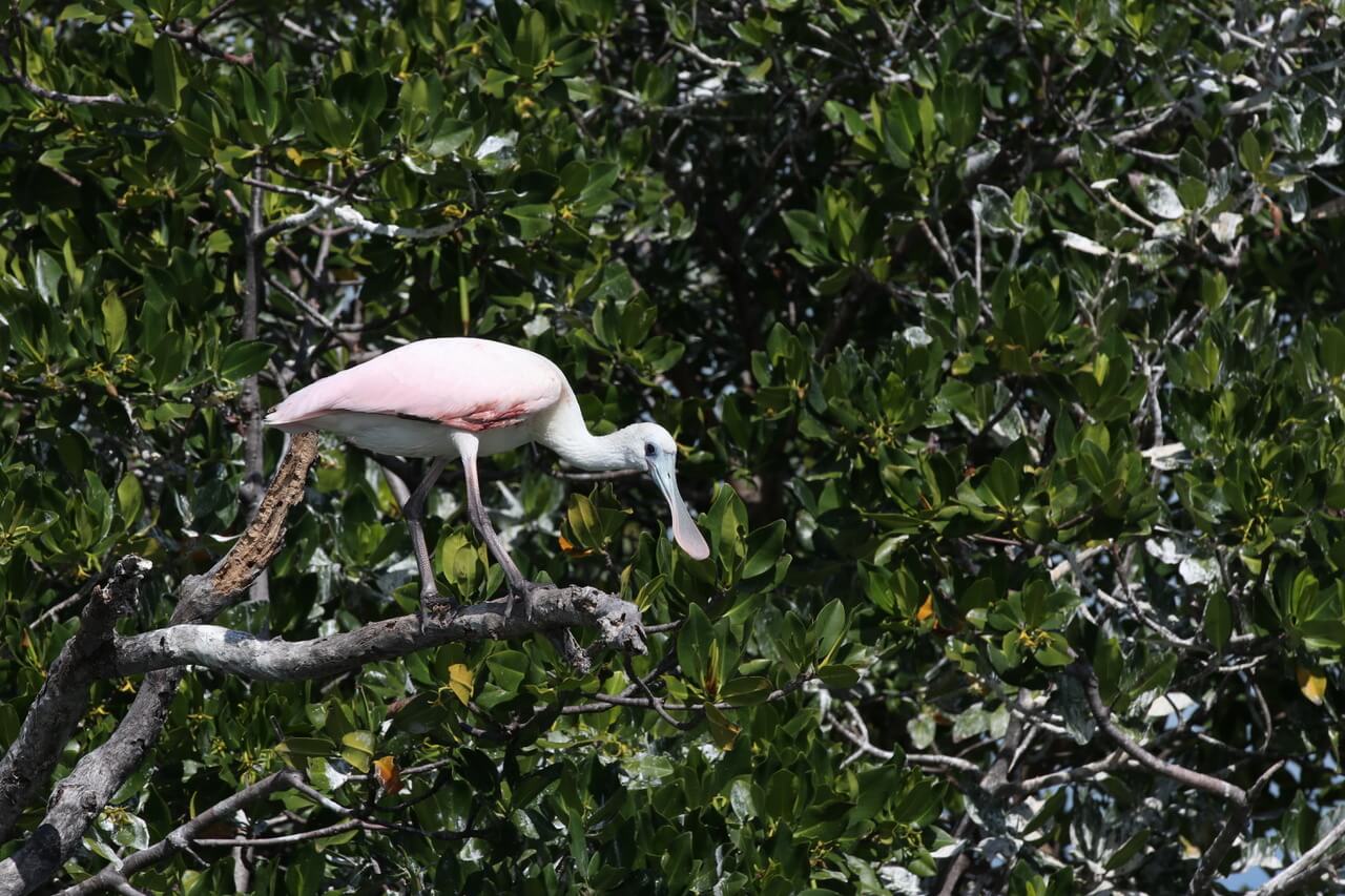 Bird watching during Florida Keys tour