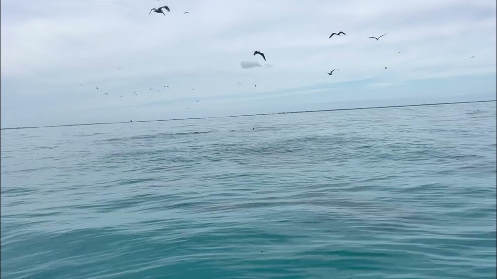Dolphin feeding frenzy captured