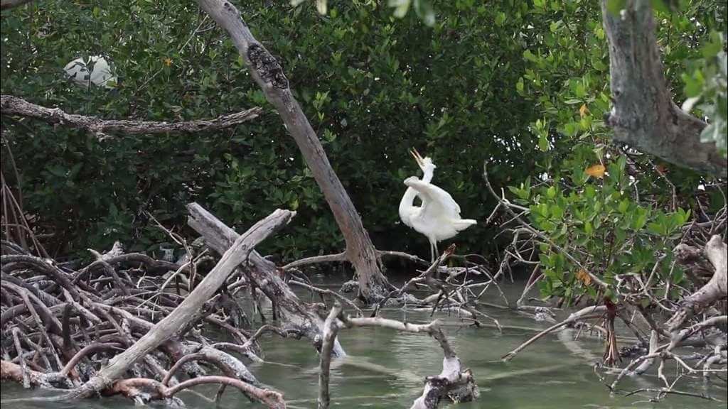Great white heron calling mate