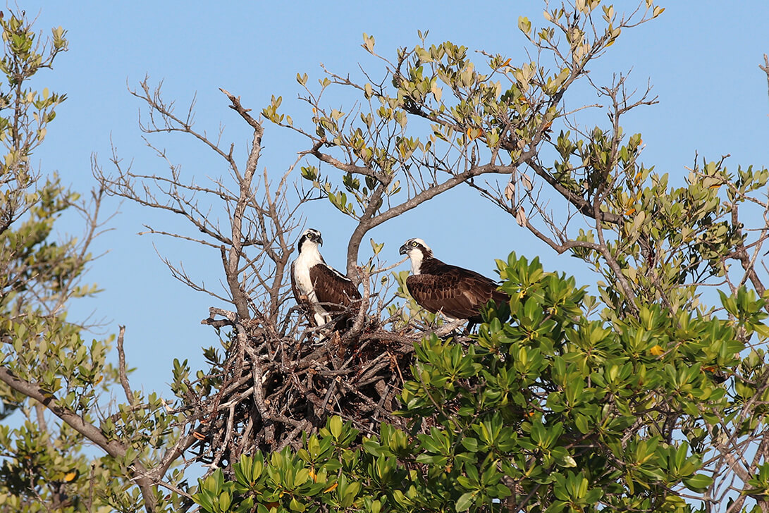 The Best Ecotours in Islamorada: What to Do and Where to Go
