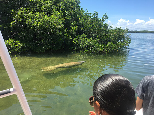 Manatee sighting in Florida Keys