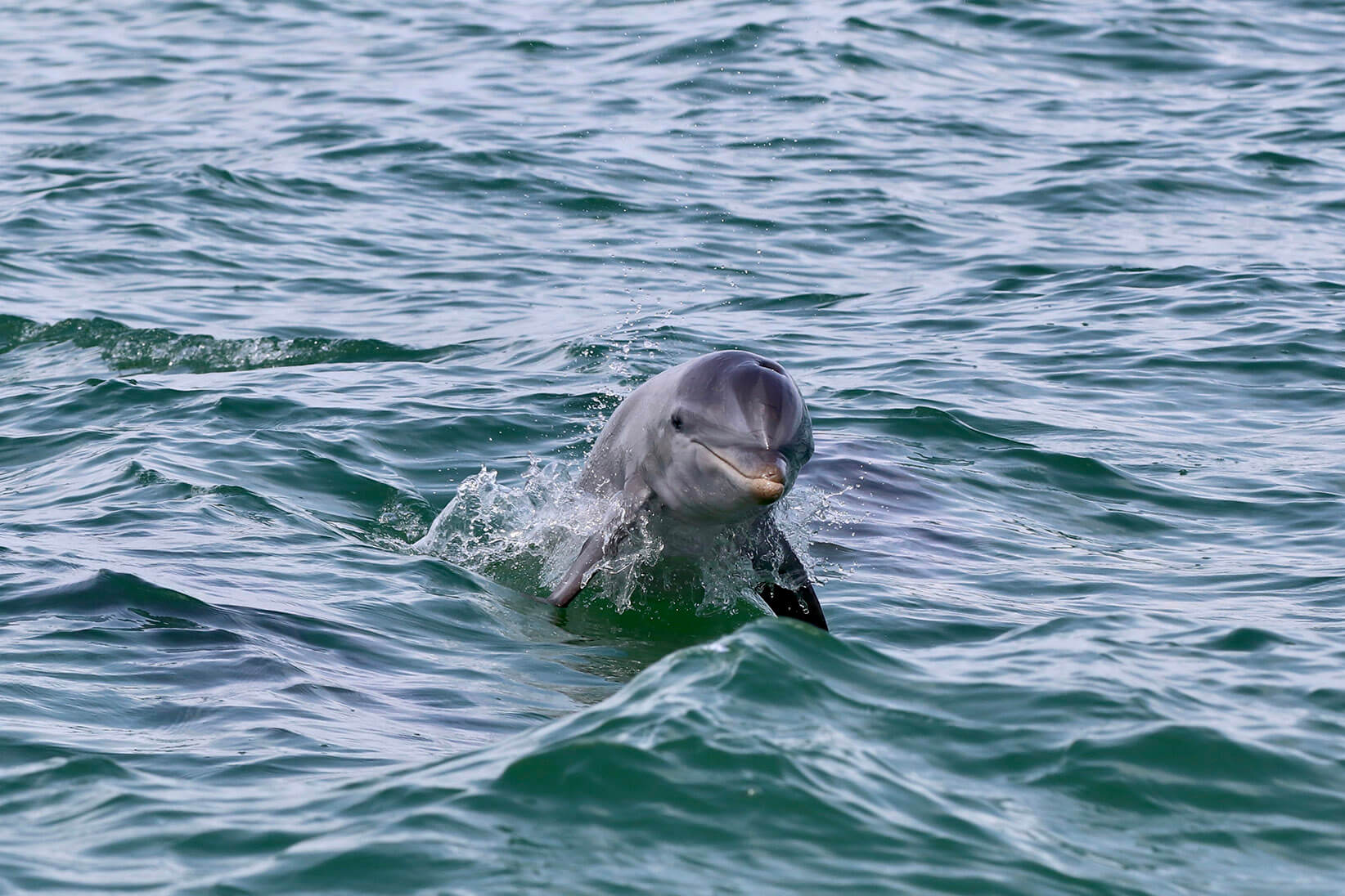Planning dolphin tours in Florida Keys