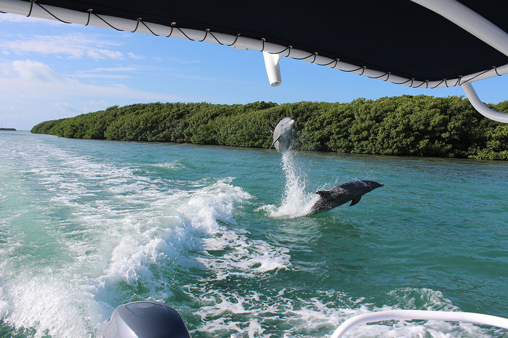 Dolphin watching during Florida Keys tour