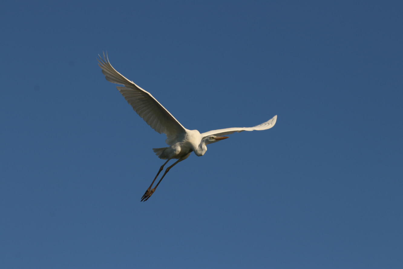 Birding in spring in Florida Keys