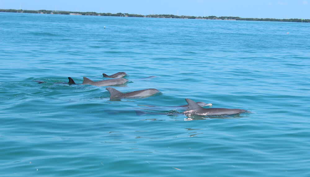 Eco tour exploring Islamorada's natural beauty