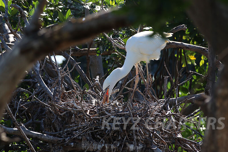 Heron feeding nestlings