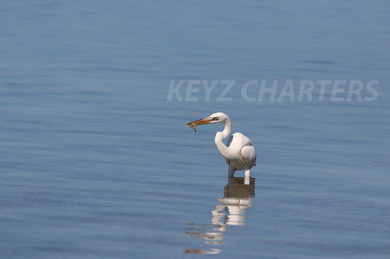Heron during feeding time