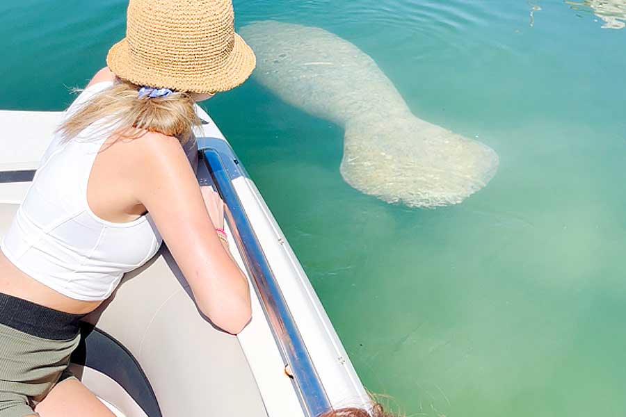 Manatee observations on Monday
