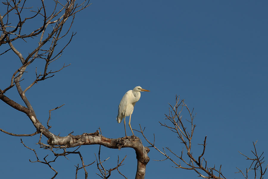 Welcome to our blog with a white heron