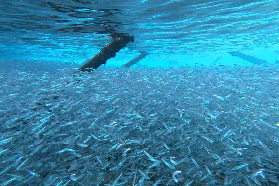 Bait ball snorkeling at Alligator Lighthouse
