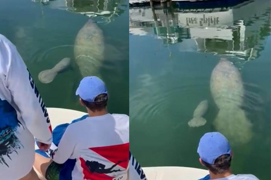 Manatee Monday blog post
