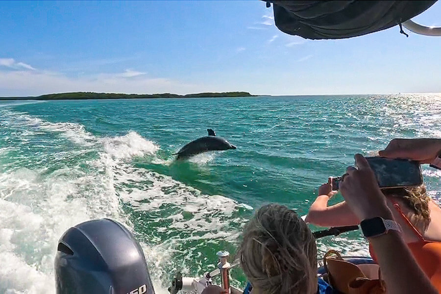 Wild dolphin encounters in Islamorada