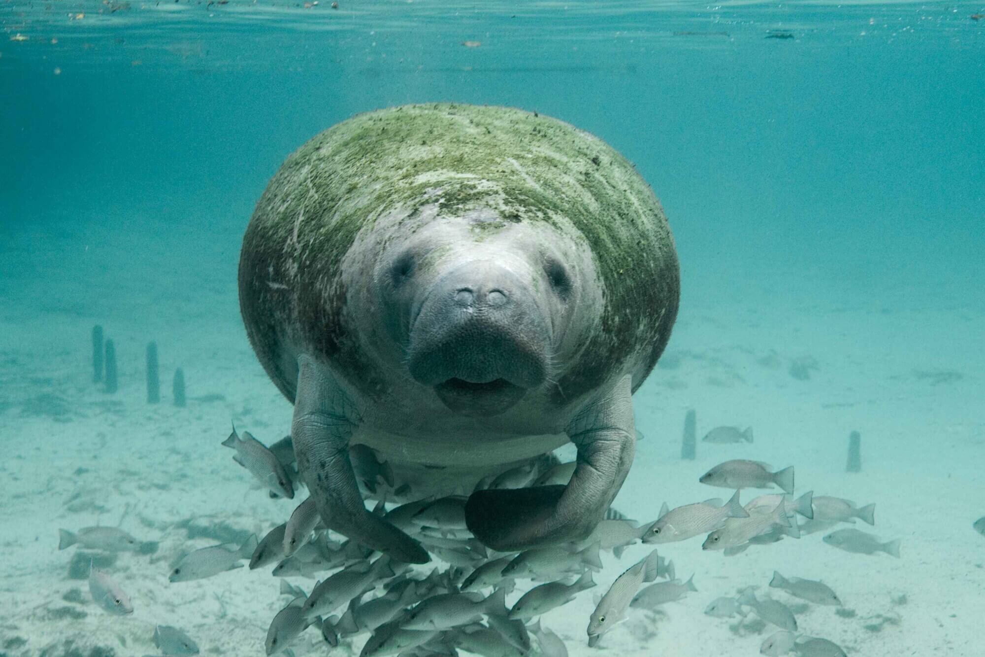 Manatee underwater in Florida Keys