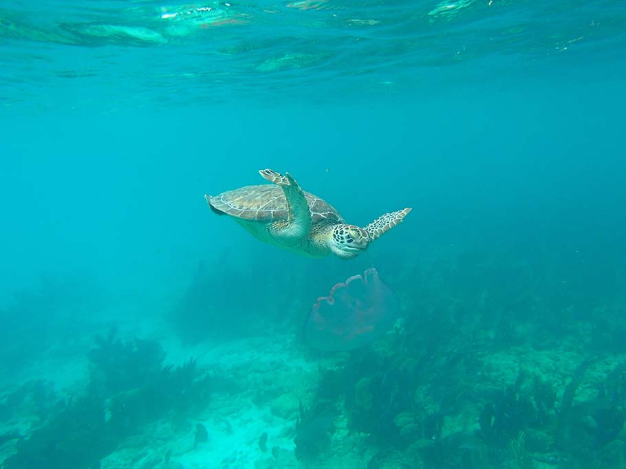Turtles and jellyfish encounter