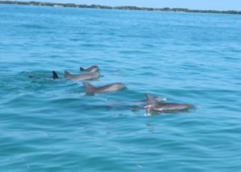 Islamorada Eco-Tours