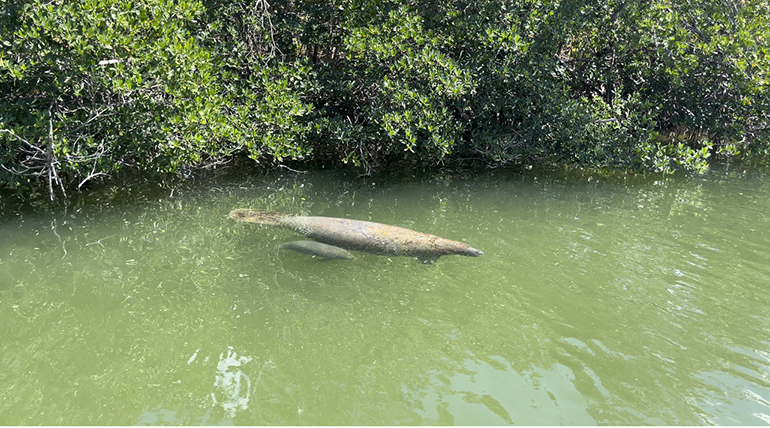 Tourists viewing manatees