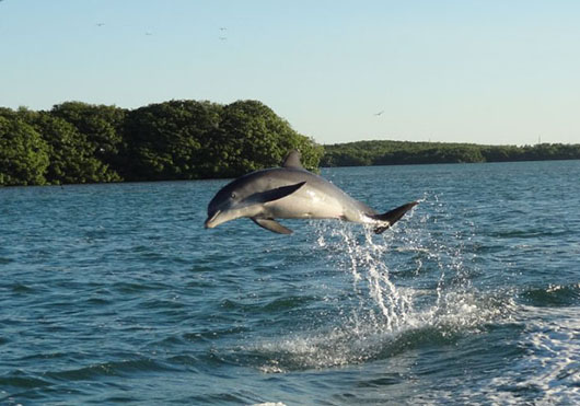 Guests on dolphin tour in Islamorada