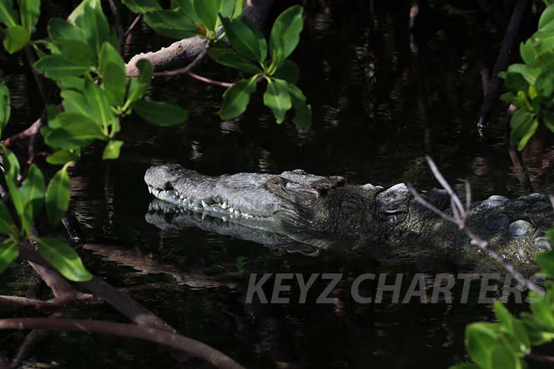 Crocodile sighting in cooler weather