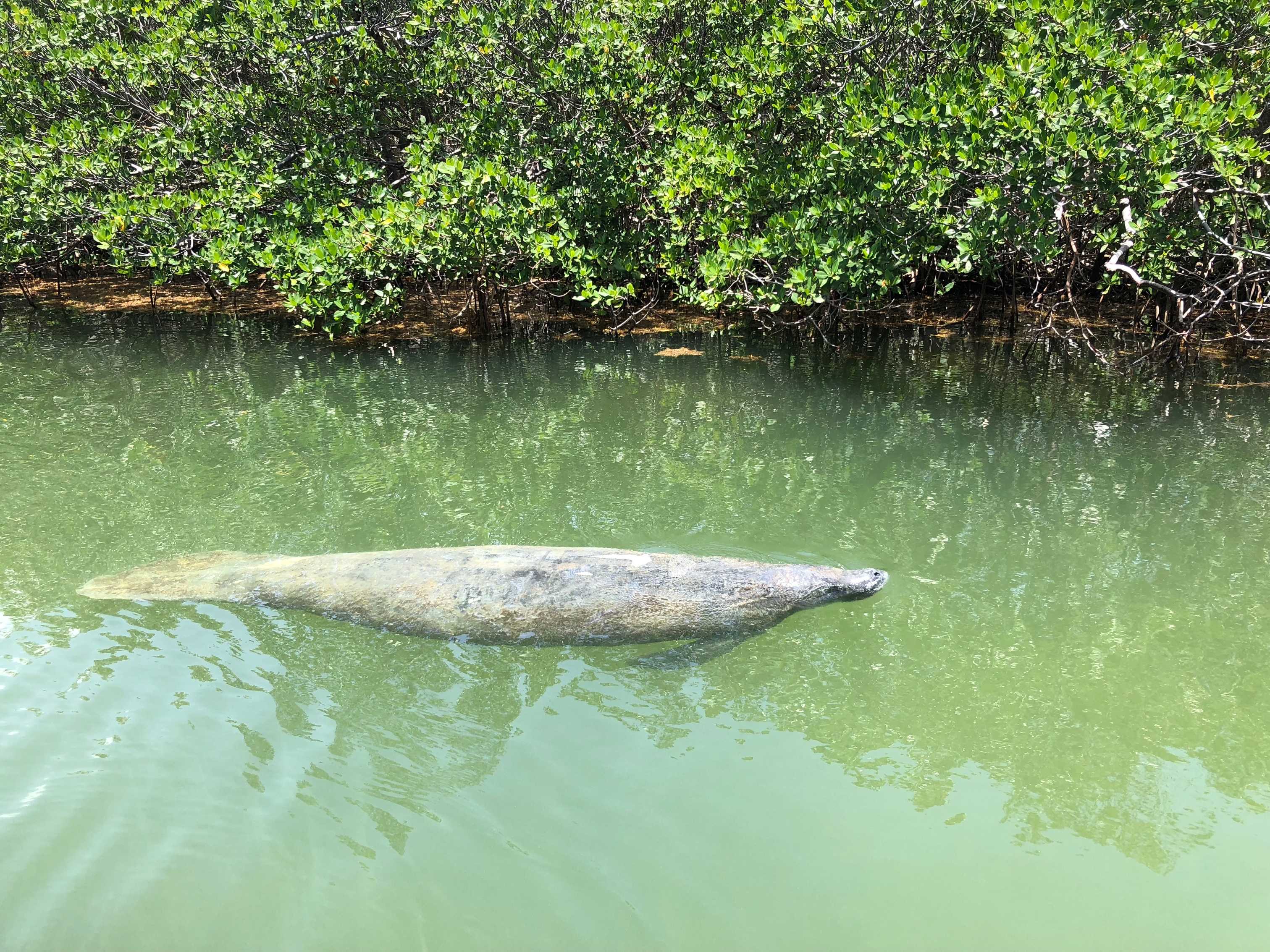 Private eco tour adventure in Islamorada with wildlife and mangroves