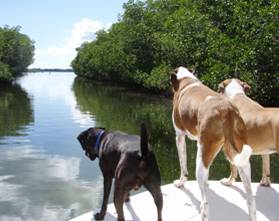 Pet Friendly Islamorada Eco-Tour