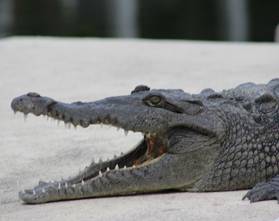 Amarican Saltwater Crocodile Islamorada Eco-tour