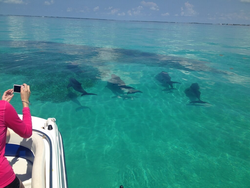 Why Choose a Private Eco Tour in Islamorada?