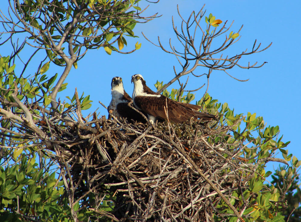 Explore the Wild Side of the Everglades from Islamorada