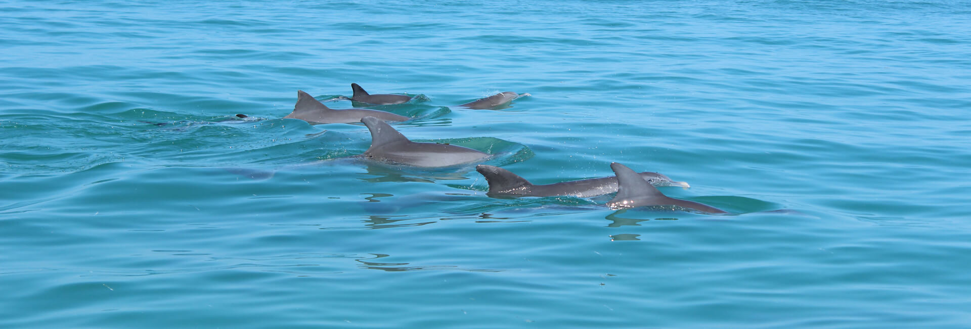 Custom boat tours in Islamorada