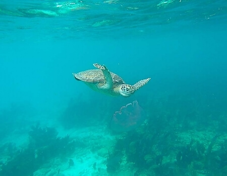 turtle-attacking-a-jellyfish