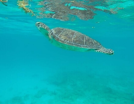 turtle-swimming-to-surface