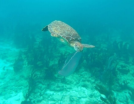 turtles-snorkeling